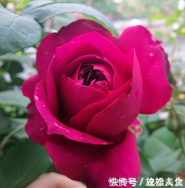 盘点10种古典美复古色系月季,你必须拥有其中一种!