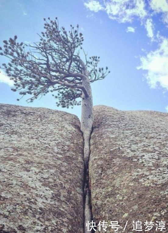 震撼!21棵不想“死”的树,这就是生命