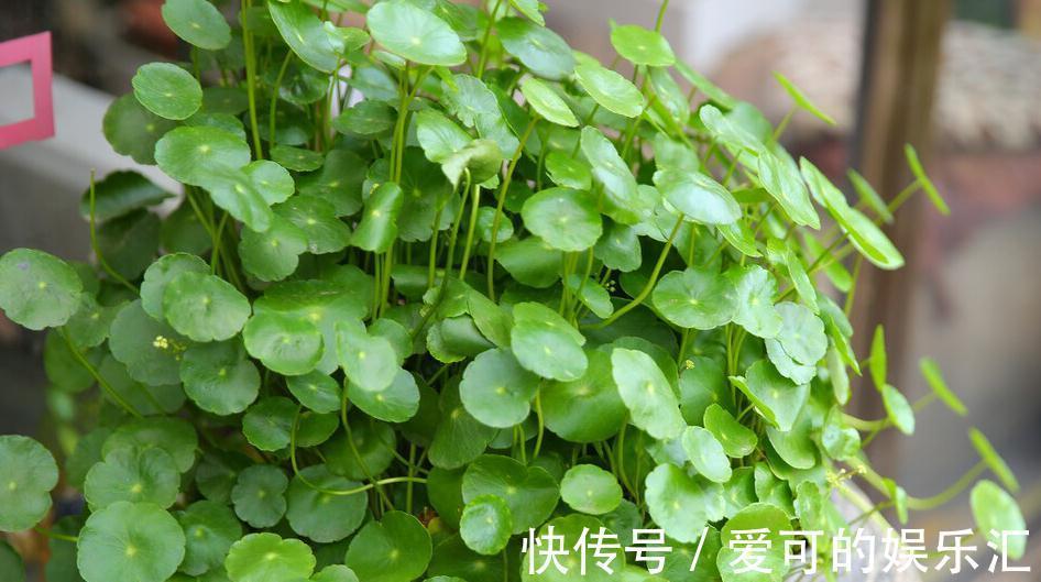 这三种植物最好养,叶片多而密,观赏性极佳