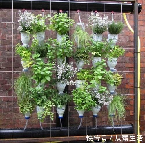别再看不上塑料瓶,学会这些妙招,它堪当“养花神器”