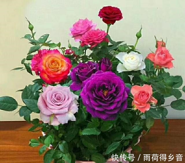 放弃绿萝吧，此花一树10色，养护简单，家里养一盆，四季有花赏！