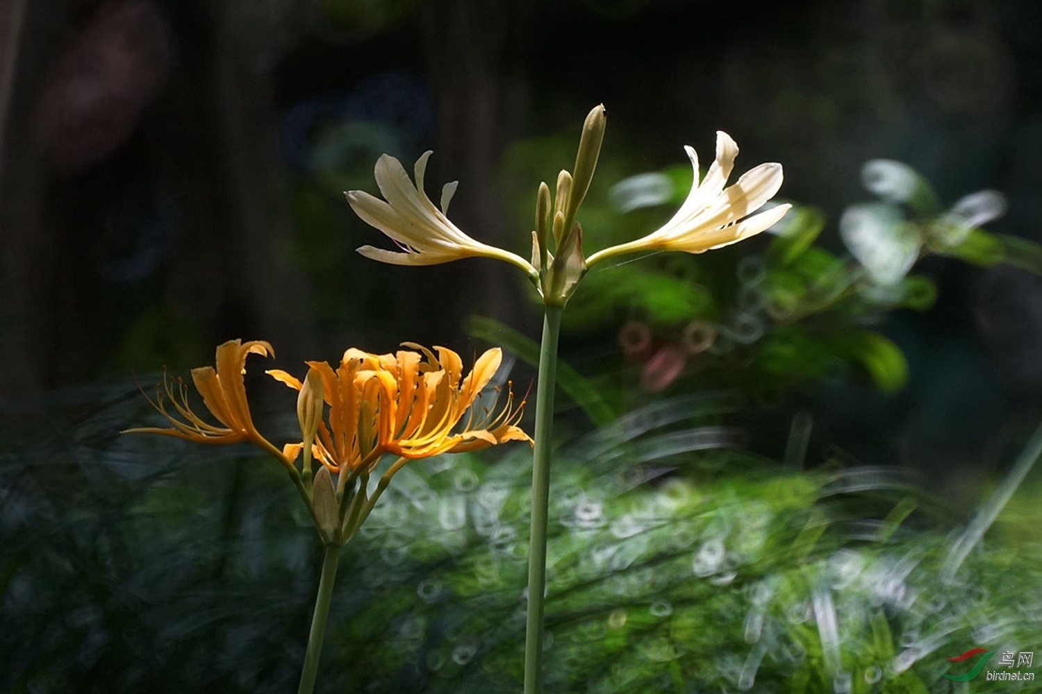 此花外形怪异,颜色妖娆,总给人一种神秘感,象征着恐怖和黑暗