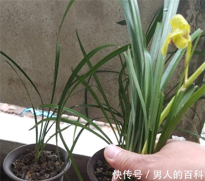 兰花根上“5个螺”,近看“老卢头”,赶紧剪掉保命!