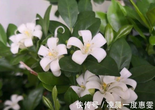 花友|种在阳台的九里香,既能净化空气环境,又能满屋飘香