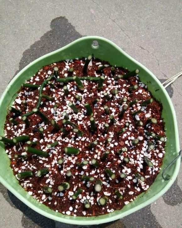 绿萝剁八段，埋土里就发芽，10天长出一茬苗