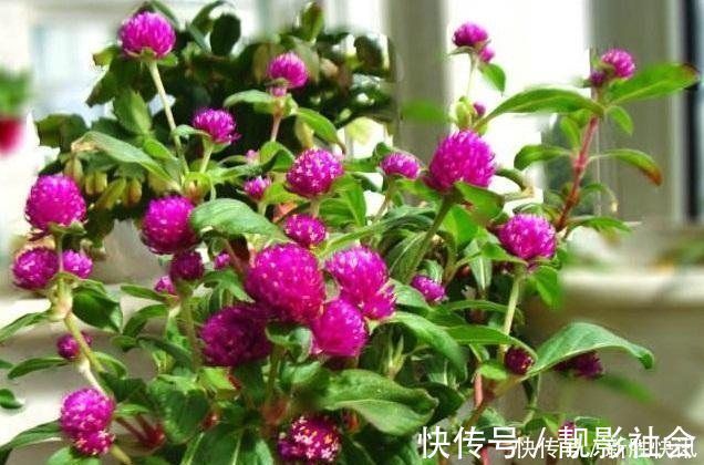 火球花|一种能常开不败的花卉盆栽，象征着永恒的爱，还能泡茶，受人喜爱