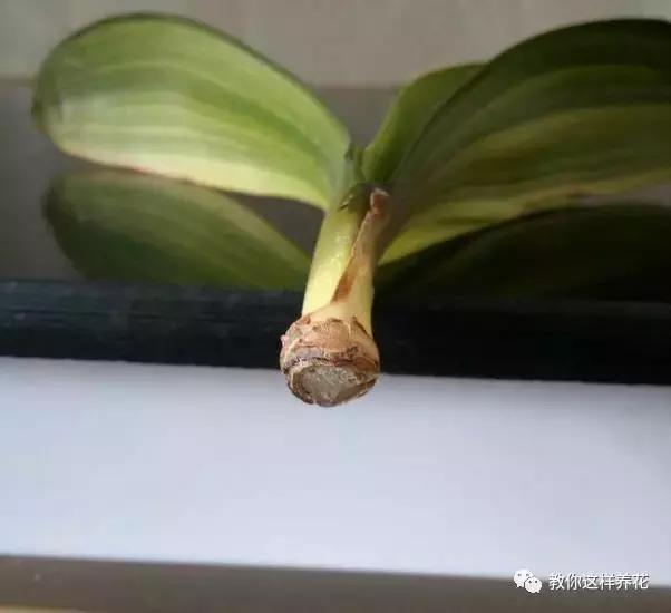 白根|君子兰芦荟烂根，切一刀谅一晾，10天又能长出大白根！