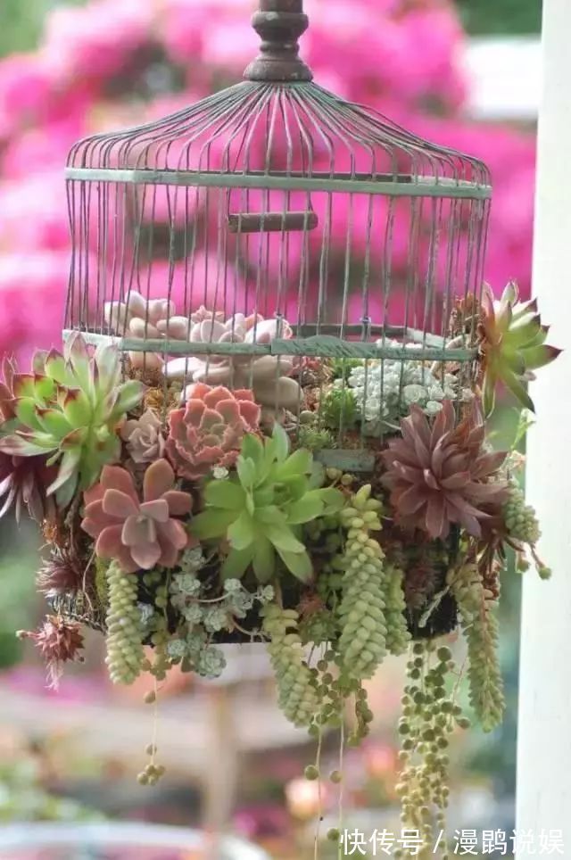 小花|别再花钱买普通花盆了,你意想不到的种花神器!