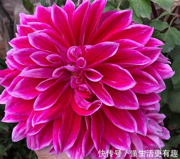 此“花”属世界名花，开花有“脸盆”大，跟“地瓜”一样好种！