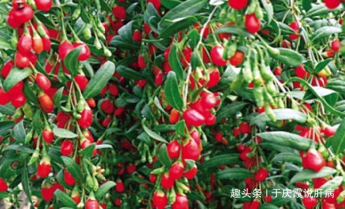 效果|不要再对枸杞念念不忘,每天一点它,效果更胜枸杞,肝会感激你