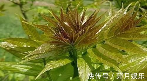 春冬|女性不想变老,三种食物经常吃,排毒养颜,延缓衰老,早吃早好