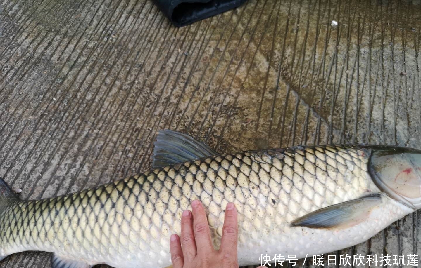 自制|夏天野钓强效自制窝料配方分享,适用广谱成本低,适合守大鱼