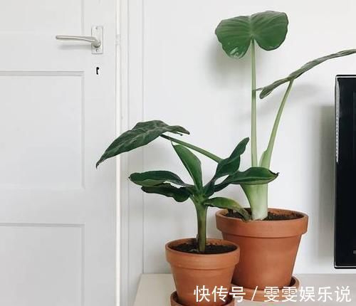 阳台上|一个芋头芽,埋在花盆里,10天长成大盆景,比龟背竹还漂亮