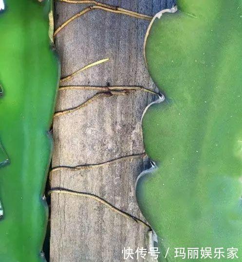 下头|一棵仙人掌，开出“大荷花”，插一根枝条，上头下头都“冒根”