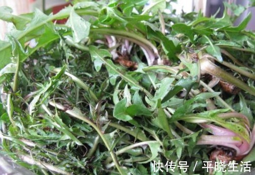 色斑|蒲公英和此物一起泡,连喝15天,腰细了,色斑淡了,皮肤更细腻