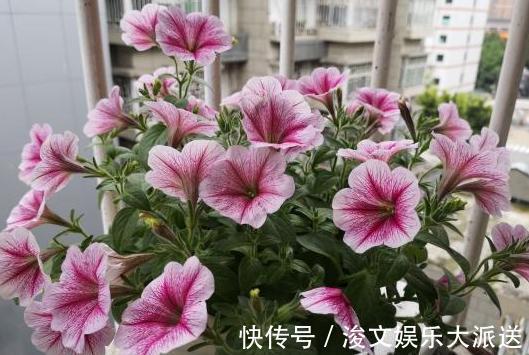 雌蕊|喜欢养花就扦插繁殖盆栽君子兰、矮牵牛,播种育苗十拿九稳