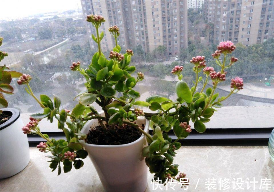 株型|进入9月份，养这2种花，要舍得“剪”，越剪越爱“开花”