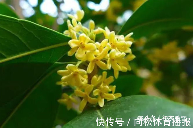 仙花@明丽清新桂花绝句六首:桂不多花细细风,晚秋风物早春诗