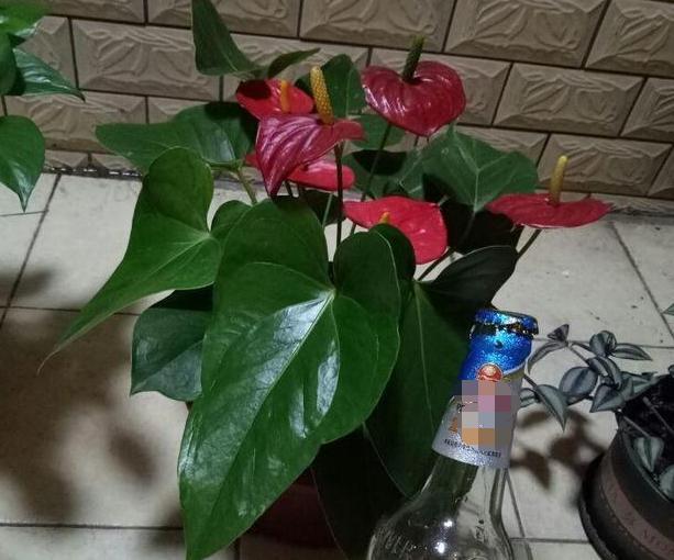 养花烦恼浇对水太难牢记5个重点,盆栽不烂根、少走弯路