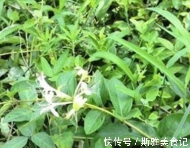 效果|隐藏在乡下的四种抗癌菜,效果比蒲公英更佳呢,在城里花钱也没有