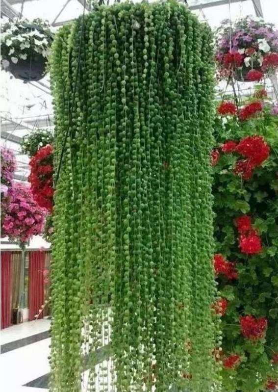 多肉|5种“多肉”超好养,1月就爆盆,长长垂下来,变成“肉爆布”!