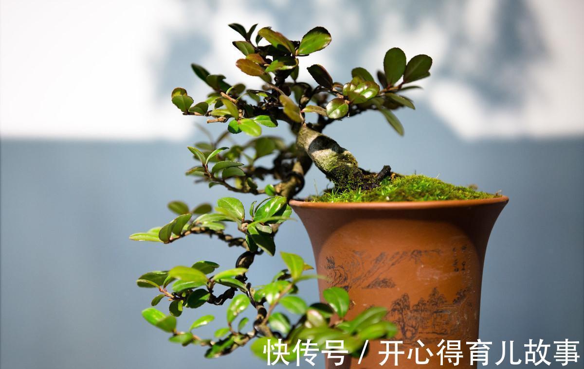 卧室不能养花,我来告诉你真相