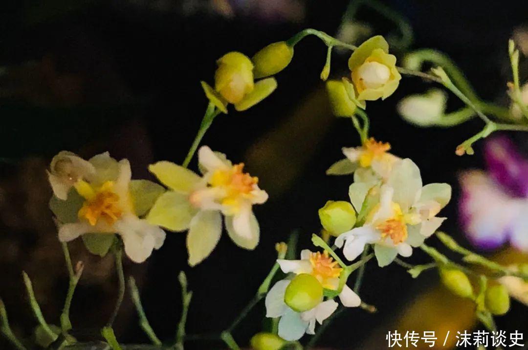 十大最受欢迎年宵花，学会挑选，才不上当