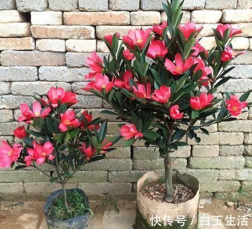 最“名贵”的茶花，花色艳丽，四季开花，已经被列为一级珍稀植物