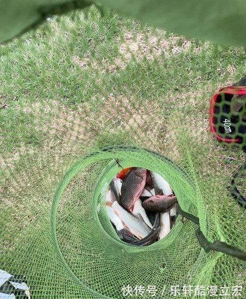 难吃|佛山河道麦鲮鱼大爆发,钓鱼人钓再多也不想吃,肉质不行