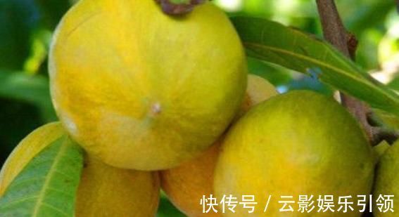 养颜|女性爱美,常吃此食物,不仅延缓衰老,排毒养颜,还预防子宫早衰