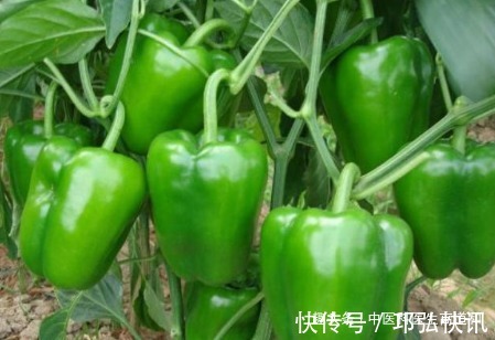 不老药|青椒是天然“不老药”,但要知道吃青椒的2个禁忌,吃对了才健康