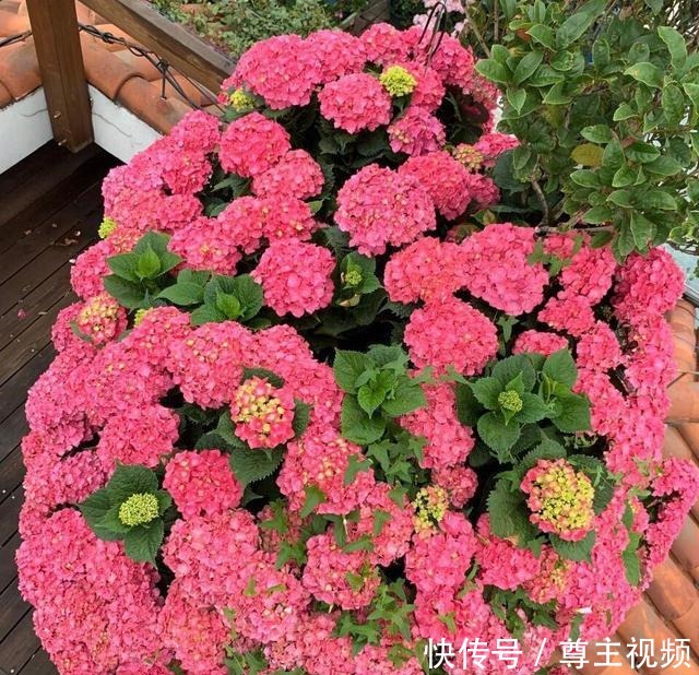 自己造花园,4种花卉不能少,2个月就能开爆盆,关键皮实好养!