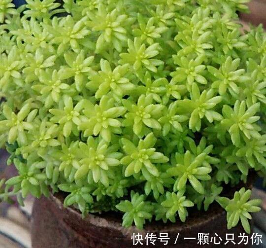 6种多肉不怕冻,越冷越好看,冻成“美肉”,冬天不养真亏