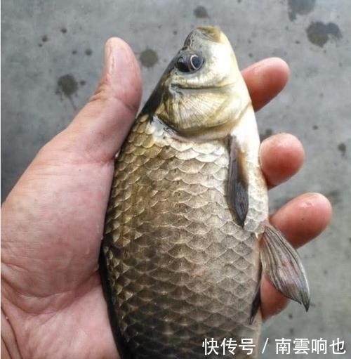 水区|春季刮什么风好钓鱼每当风从这个方向吹过来,我就知道要爆护了