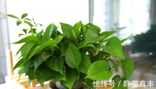 喜阴植物|花卉晒太阳还有这么多技巧,快学起来吧!