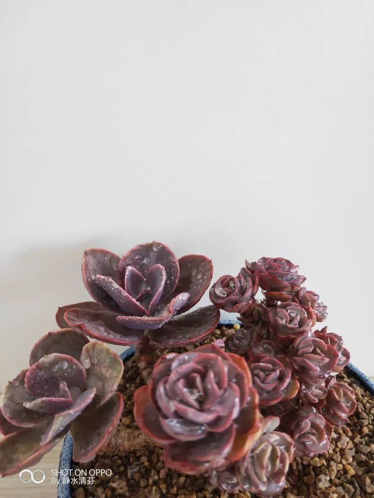 状态一般的多肉们,在我这儿已经是最美的存在了!