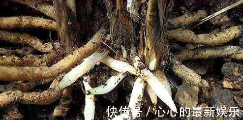 柳树|君子兰不见长、不开花“2种料”扔盆里,新芽多,一年开花2次