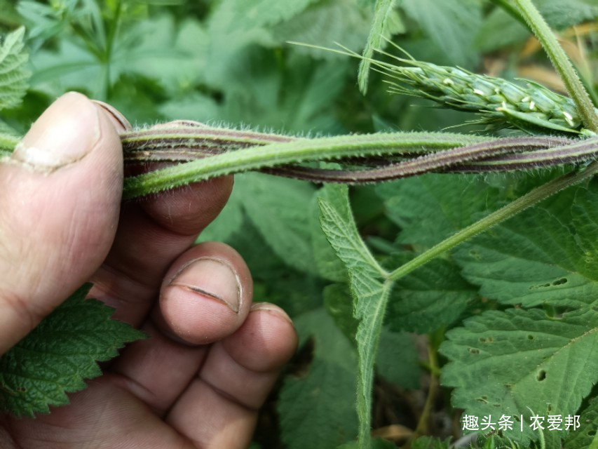 多年生|农村常见的野草，农村人对它是又爱又恨，这究竟是为什么呢