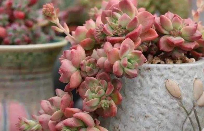 新手养不好多肉植物?多半是6件事做错了,来看看你中了几招?