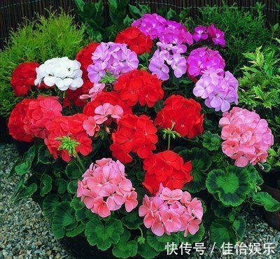 大岩桐|几种花养在家里,花大色很艳,韵压群芳超美丽,很值得拥有