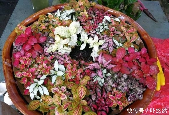 天生“体阴”的6种花,晒太阳易黄叶,阴一点反而长得绿油油!