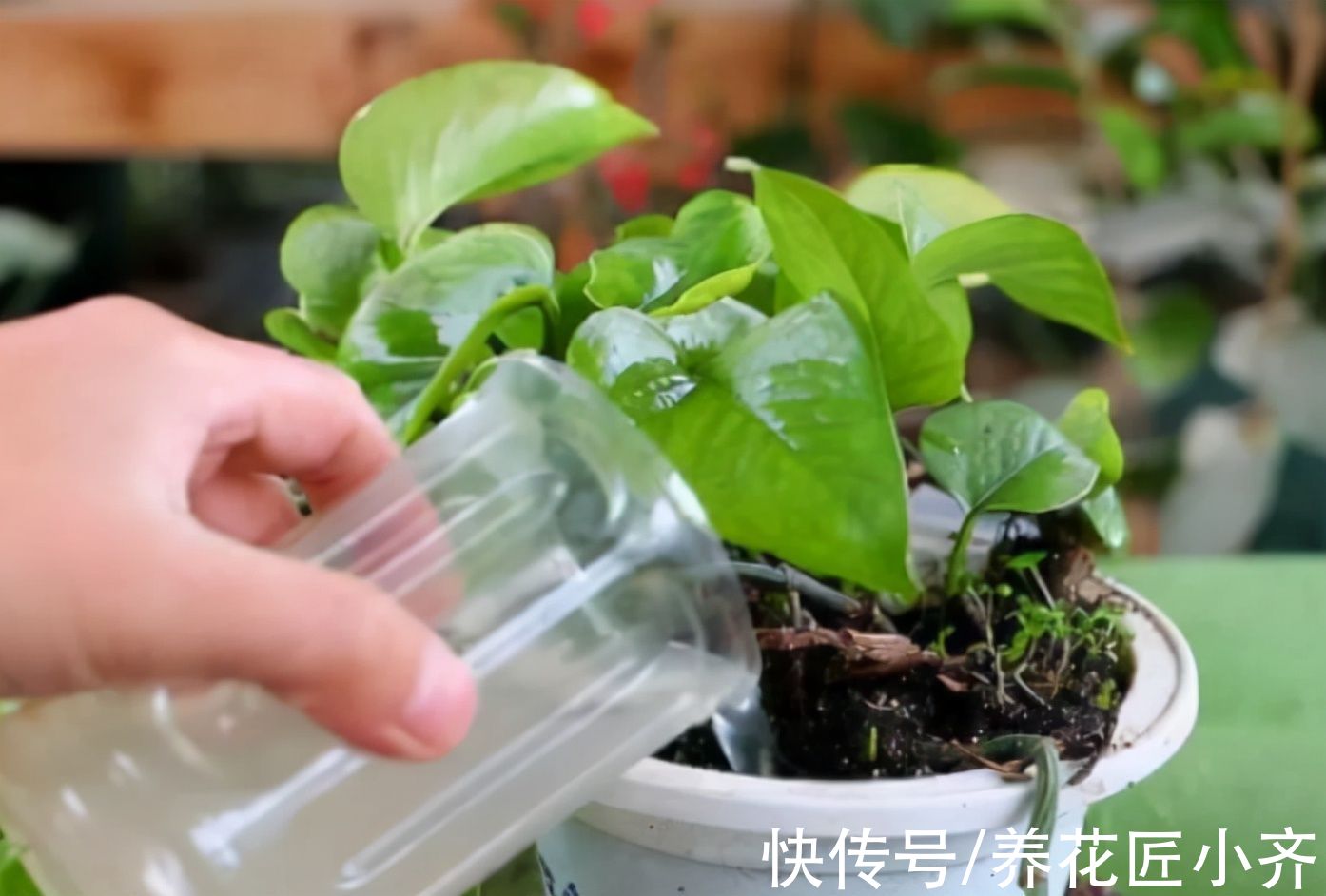 冬天不能用哪些肥料你知道吗？这3种肥料，用一次伤一次，别用