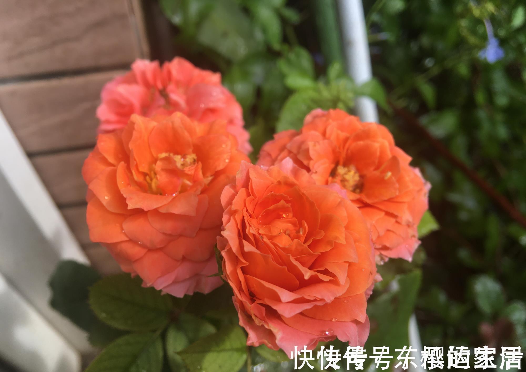 种花|越晒越旺的三种花,阳台上养一盆,一整个夏天开花很热闹