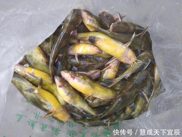 钓鱼|四川一河道黄辣丁“大暴走”,有人一上午钓了半口袋,为钓鱼请假