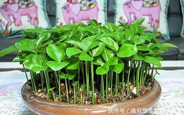 树苗|3种水果吃完核留下,水里泡一天,30天长成小树苗