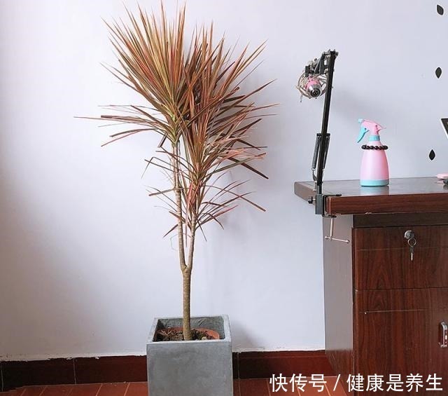 金钱树|家里养花，选这5种花，好养好看还招财，都有“好意头”！