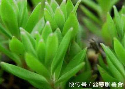 莼菜|肝炎的“天然良药”找到了，坚持每天吃一点，远离肝癌，肝硬化