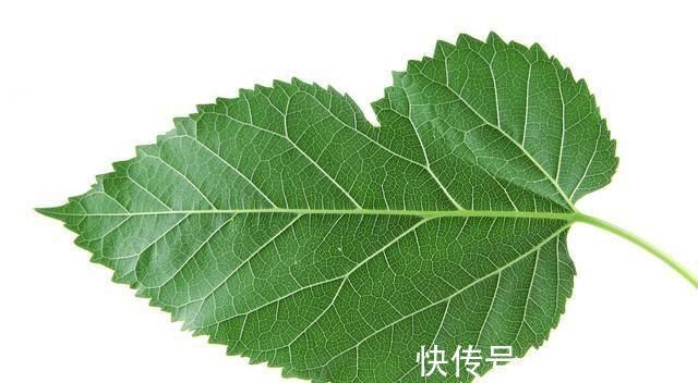 甘油三酯|提示3种食材越吃，甘油三酯越高，一样3物降甘油三酯、降低血脂