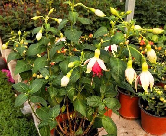 天气一天天转暖，几种花卉养护要注意，不能浇太多水，会出问题