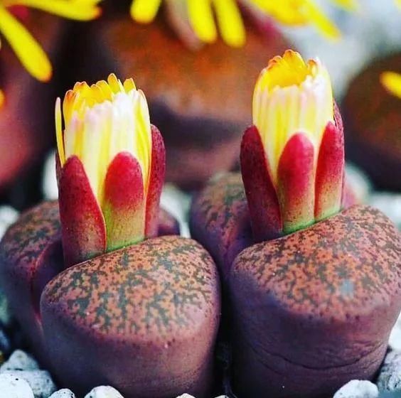  娇艳|石生花，绝美娇艳！